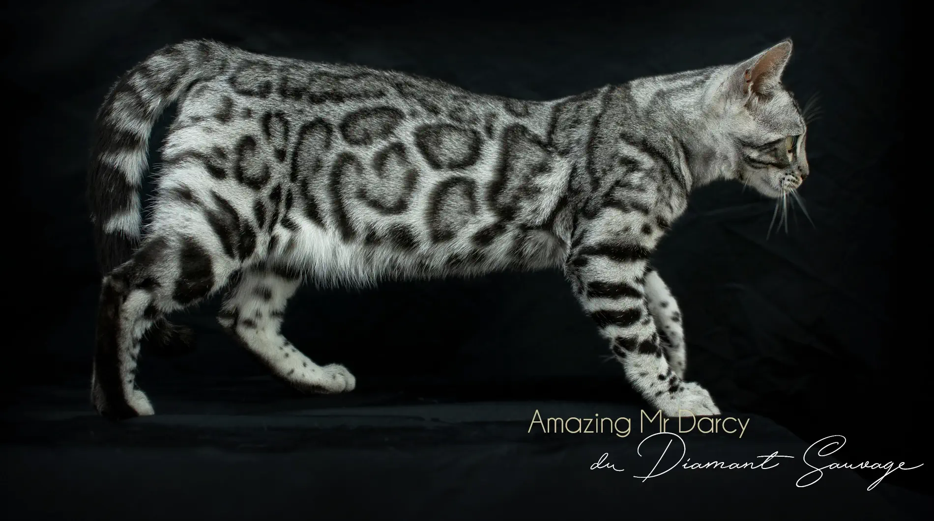 Chat Bengal